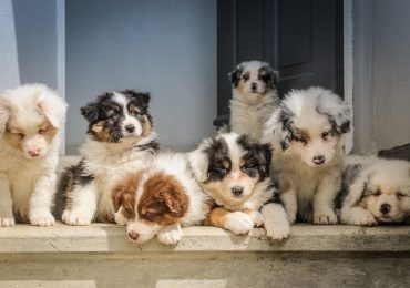 Realização de cultos pet gera debate no meio evangélico e pastores divergem