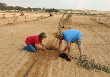 Para reconstruir Israel, cristãos querem plantar até 20 mil árvores por ano