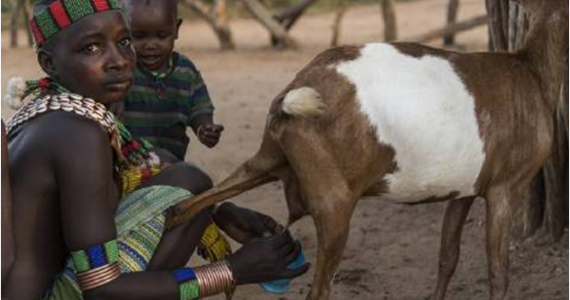 Missionários criam e doam cabras em projeto social na África